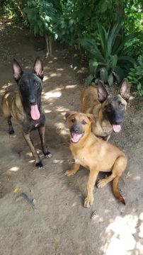Mestiço pra Guarda!