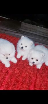 SPITZ ALEMÃO LULU D POMERANIA) ANÃO BRANCO SNOW