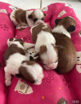 Vendo filhotes de shih tzu. 