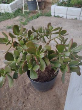 Plantas para jardim 
