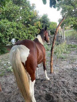 Porda paint horse 