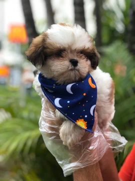 Shih Tzu com garantias e suporte veterinário GRATUITO
