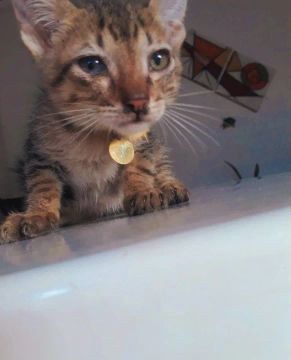 Gatinho macho