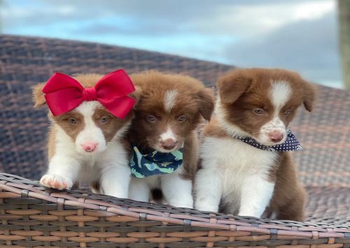 Trio perfeito 