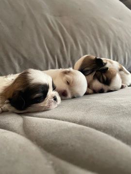 Vende-se filhotes de Shih Tzu