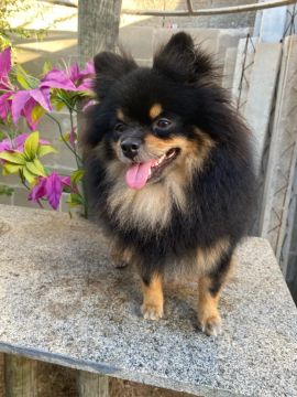 Spitz alemão para cruza 