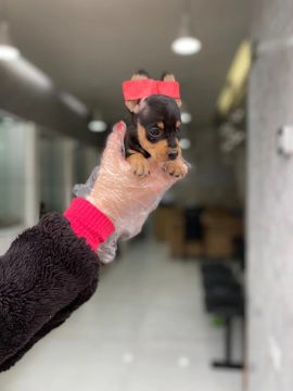 Pinscher fêmea preta e canela com 51 dias- Daniela