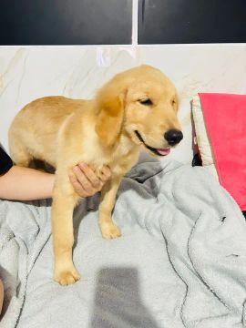 Filhote Golden Retriever/Três doses vacina