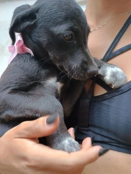 cachorro preto 4 meses para adoção 