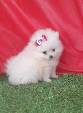 Menininha linda verdadeira ursinha polar 
