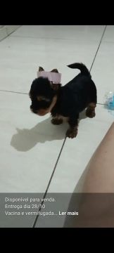 Animal de estimação 