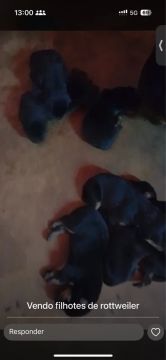 Filhotes de rottweiler 