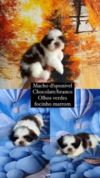 Shih Tzu Macho disponível