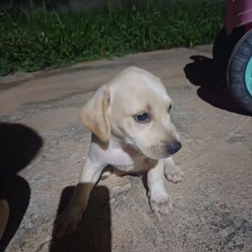 Filhote de Cachorro