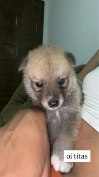 Filhotes lindos de husky com akita
