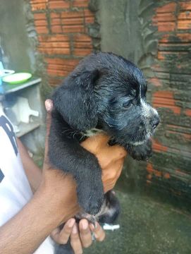 American bulli com poodle 