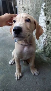 Cachorro de 3 meses para doação 