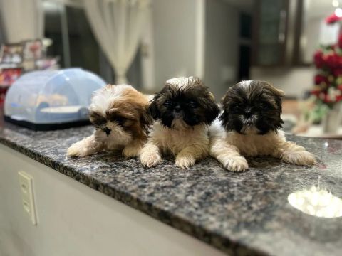 filhotes Shih Tzu Lindos e carinhosos