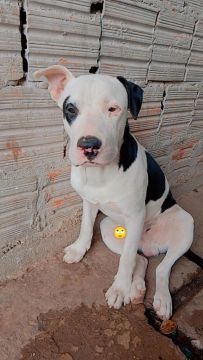 Filhote Pitbull 5 meses 