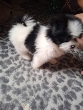 Filhote de mix Spitz e shitzu