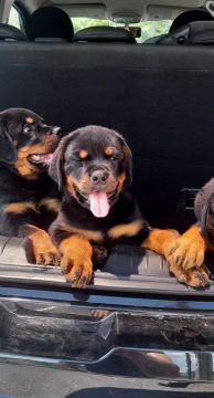 Filhotes Rottweiler