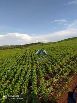 Fazenda à venda, 1258400 m² por R$ 20.500.000,00 - Rural - Alvorada do Sul/PR