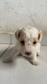 Filhote de poodle n1