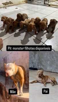 Filhotes pit monster puro 