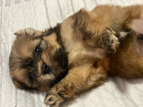 Lhasa apso 