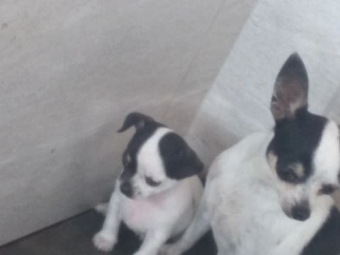 Um filhotes de Chihuahua