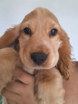 Filhote de Cocker Spaniel Inglês
