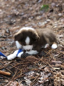 Border Collie: Inteligência e Lealdade Para Quem Ama Cães!