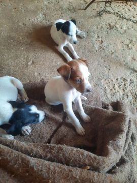 Lindos filhotes de cães pr doação 