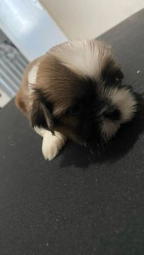 Filhote Shih Tzu
