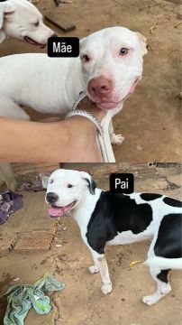 Filhote de pit bull 