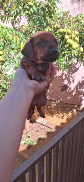 Filhote de Dachshund