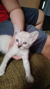Gatinhas brancas e fofas para adoção