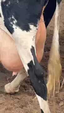 Vaca Holandesa em Produção