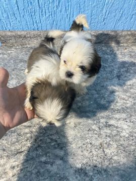 Filhotes Shih Tzu