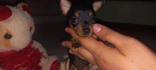 Filhote de Pinscher Miniatura