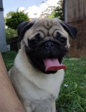 Filhote Pug 8 meses com pedigree 