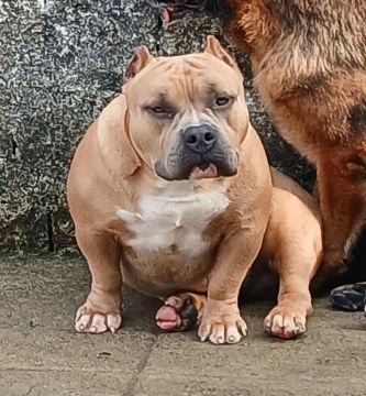 American Bully Pocket 