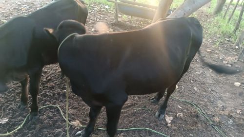 Bezerros pretos para venda