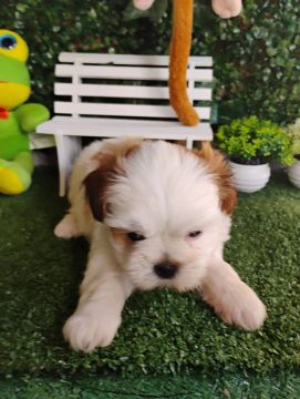 Filhote Lhasa apso 