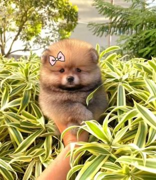Lulu da Pomerânia Fêmea Linda e Carinhosac