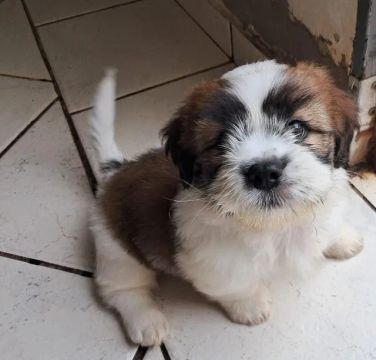 Lhasa Apso 