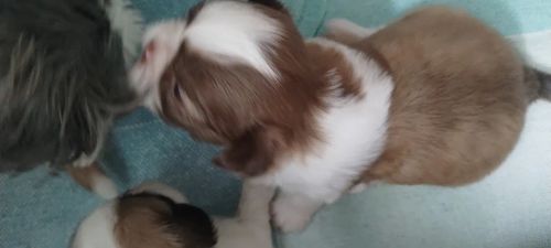 Filhotes fofinhos de SHI TZU 