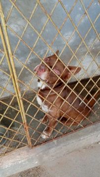 Cachorro para adoção, tem 04 anos um cão excelente cão de Guarda eu garanto.
