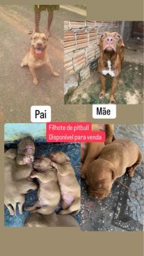 Filhotes de Pitbull - Prontos para o lar!