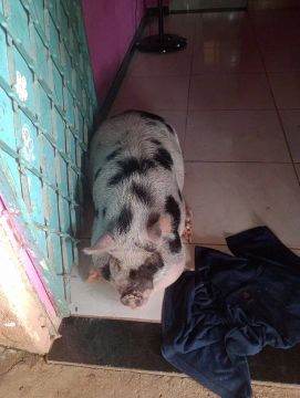 Porca de estimação 